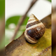 Illustration for article titled Goodbye George, the Last Known Hawaiian Land Snail of Its Species